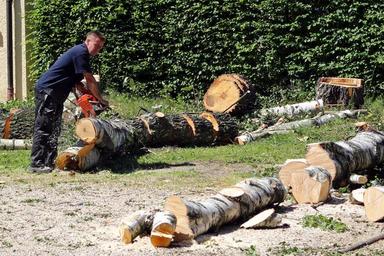 An essential guide on getting the best tree services